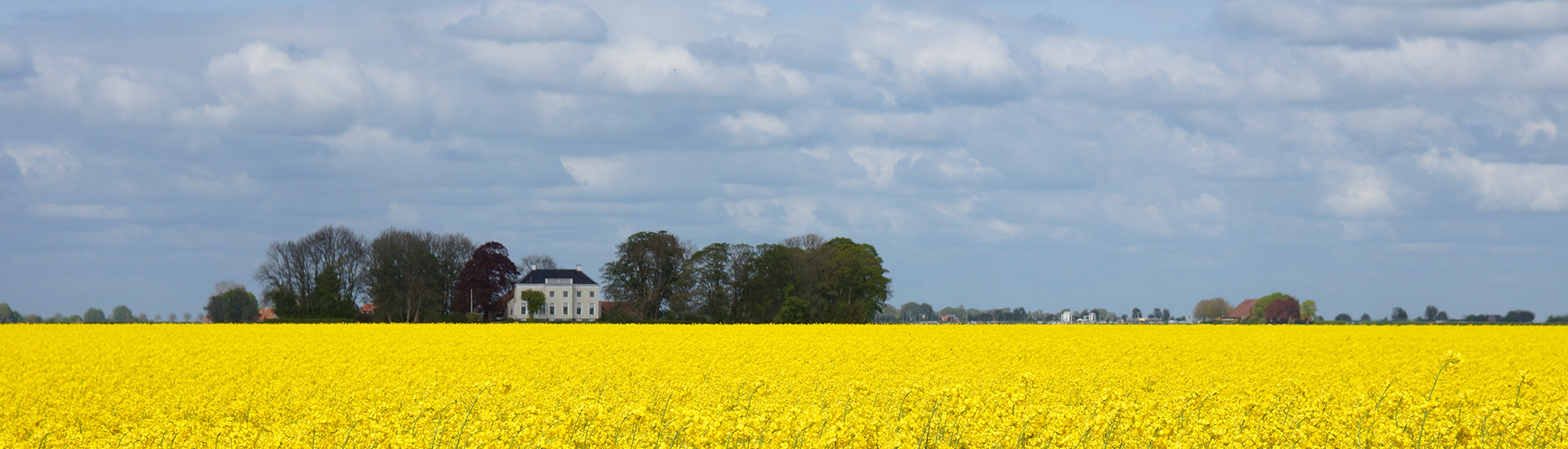 Koolzaadveld met boerderij