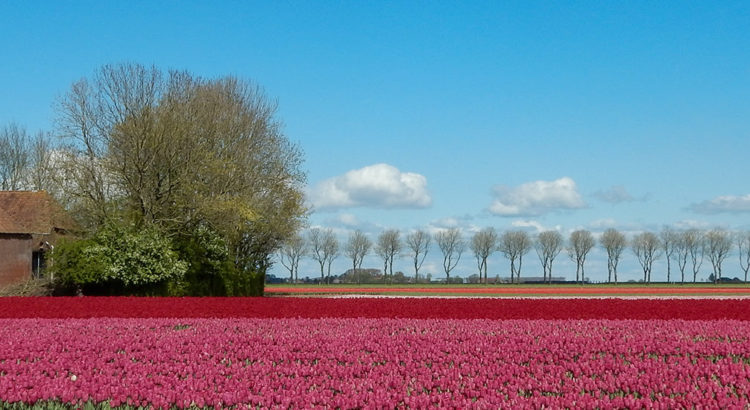 Tulpenveld met boerderij