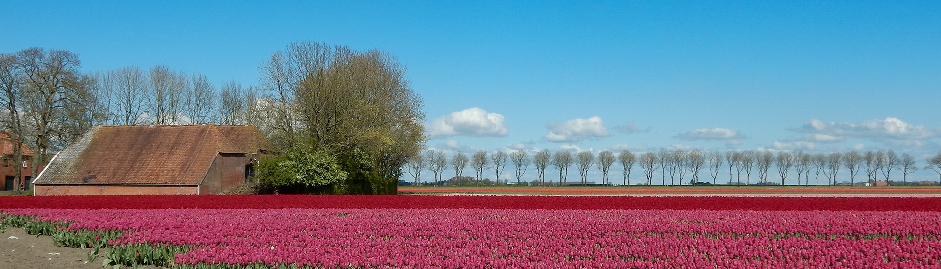 Tulpenveld met boerderij
